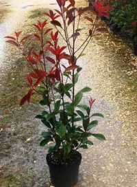 Fotínia "Red Robin" (Photinia) 100/120cm