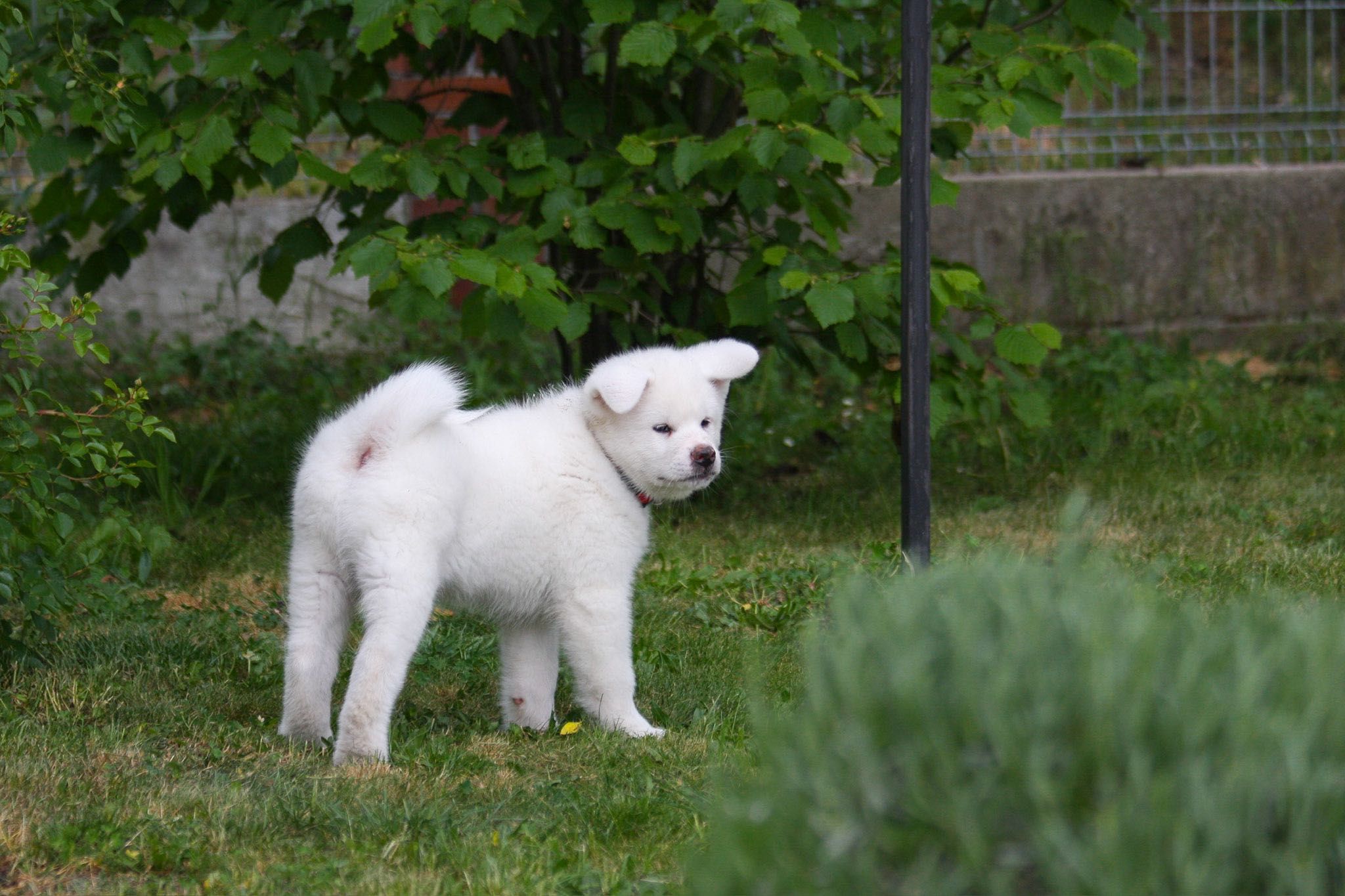 Akita, Akita Inu RODOWÓD ZKwP FCI