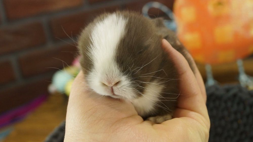 Mini lop mały baranek karzełek zarejestrowana hodowla Poznań Teddy