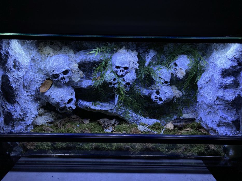 Terrarium terraria wąż gekon 100/40/40 full