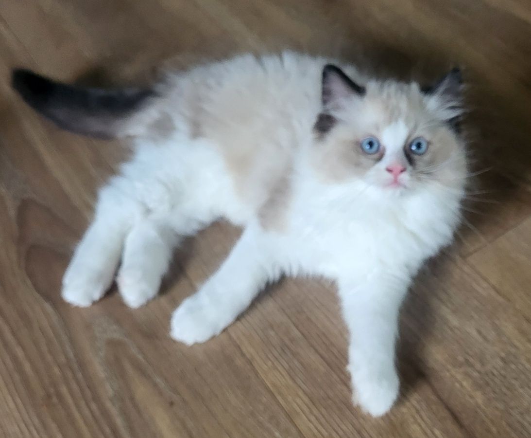 Ragdoll rodowód FPL miot h kocurek seal