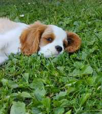 Cavalier King Charles spaniel do odbioru gotowy