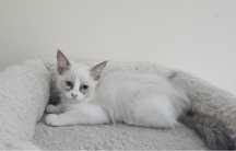 Młodka Kotka Ragdoll