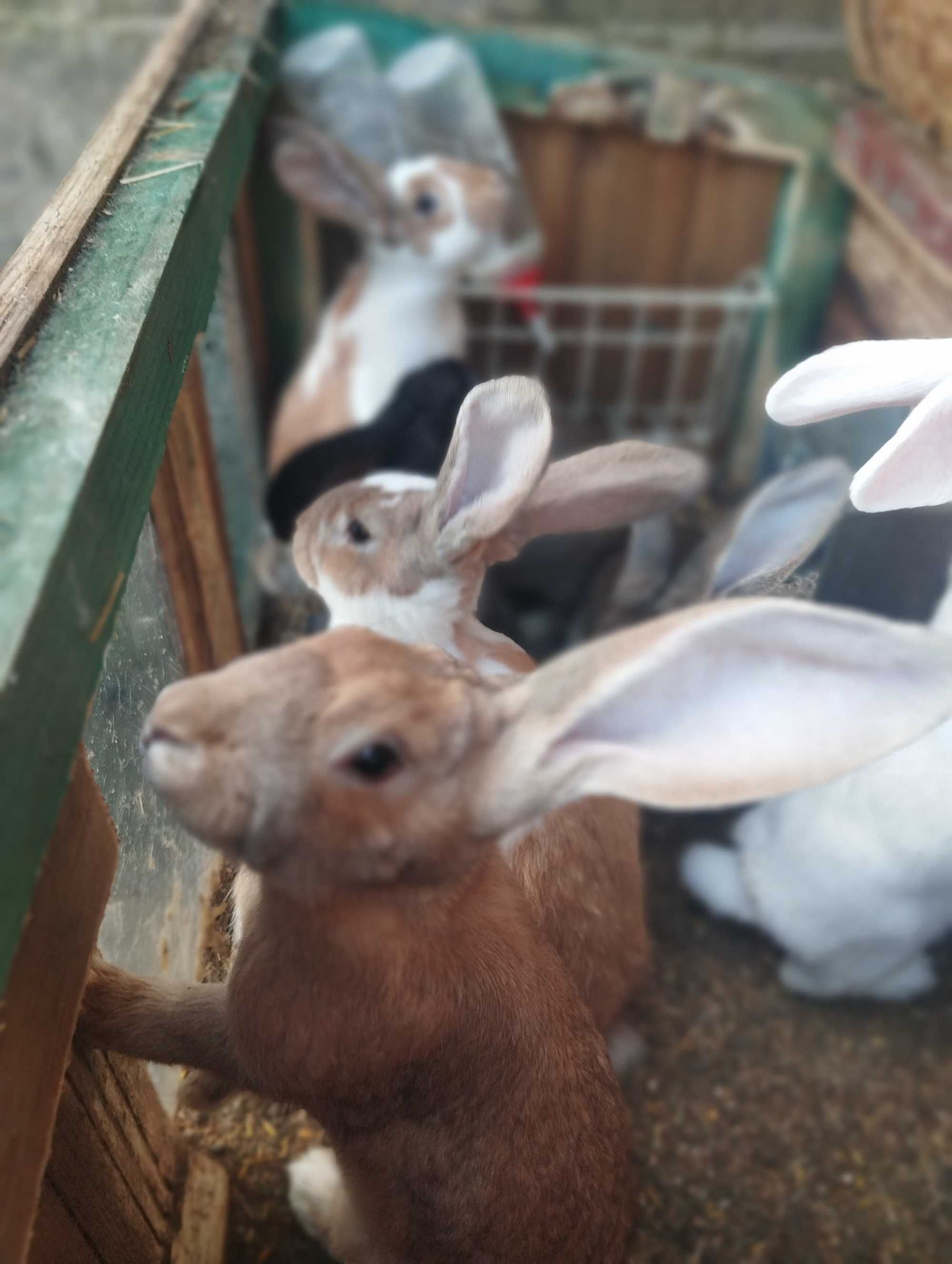 Sprzedam króliki z klatkami