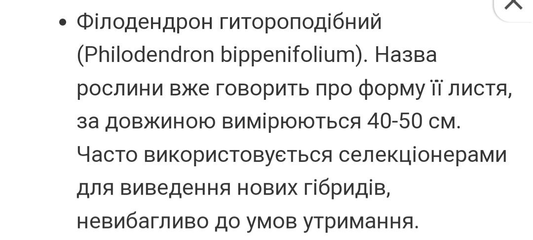 Філодендрон гітароподібний, гітаровидний (Philodendron bippenifolium)