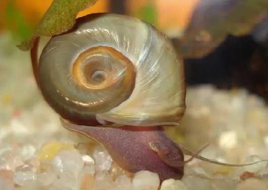 Caracóis Planorbis Corneus