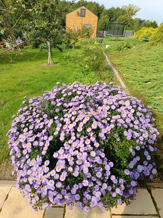 Marcinki białe i fioletowe każdy po 10 zl