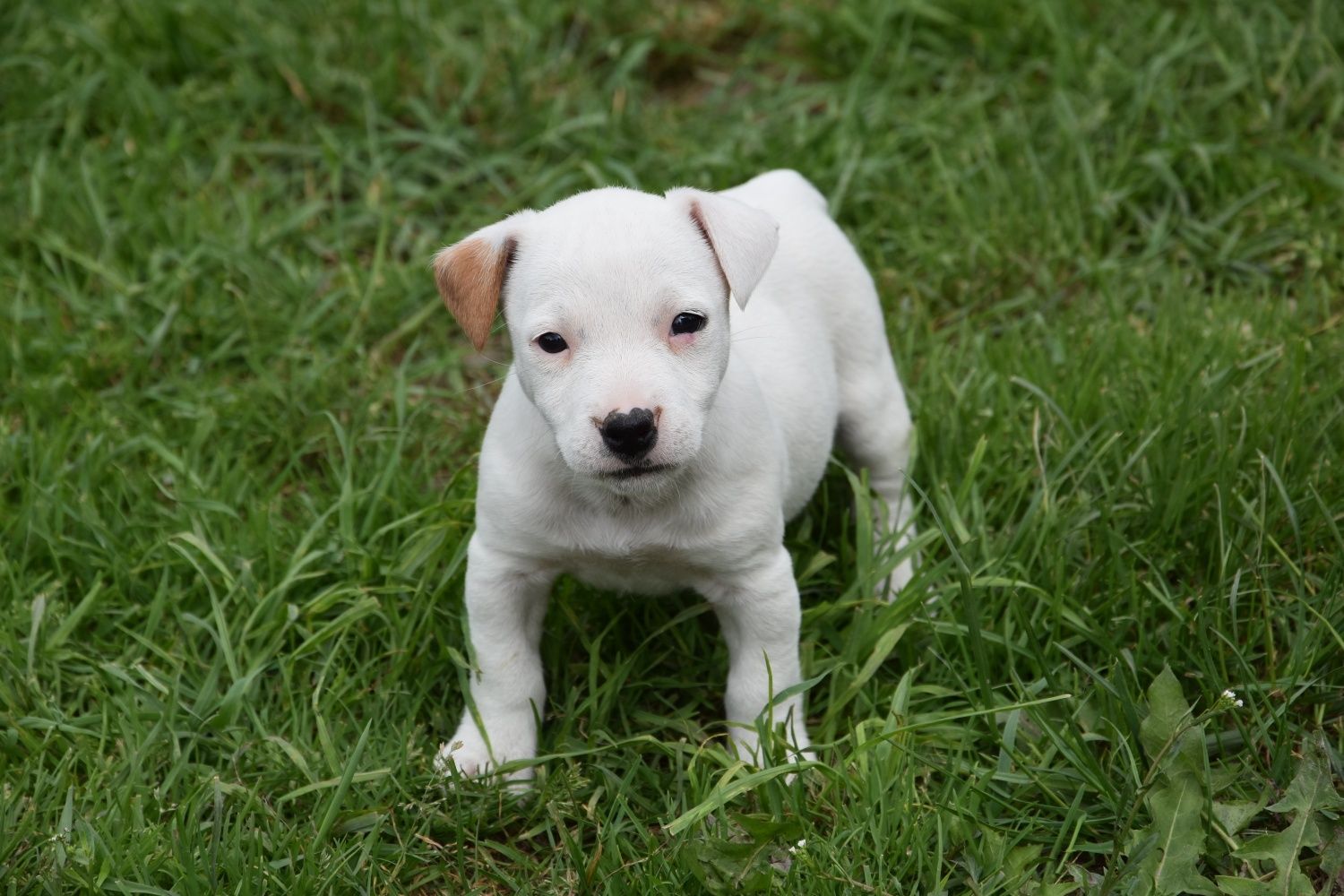 Jack Russel Terrier Suczka!