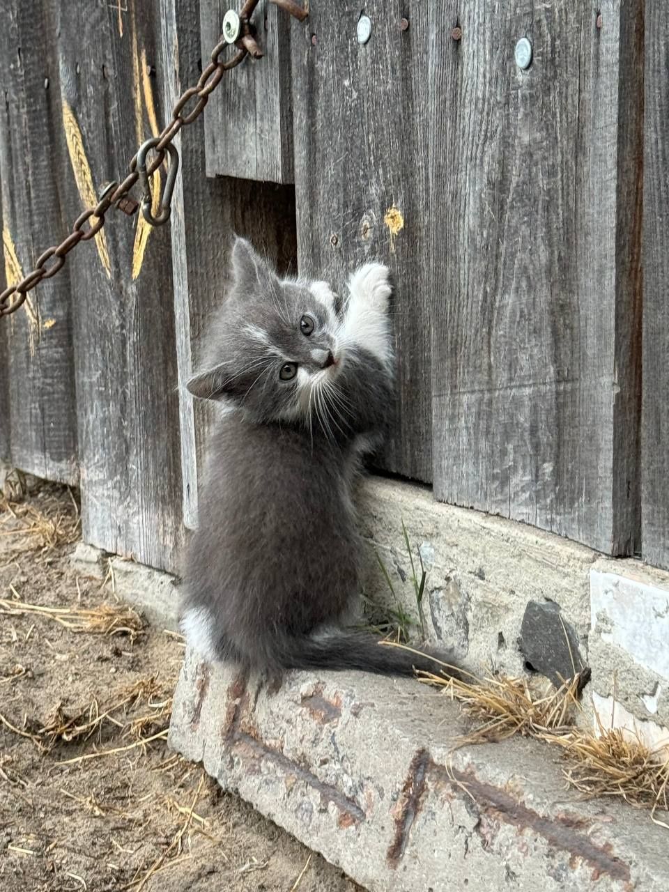 Віддам кошенят безкоштовно