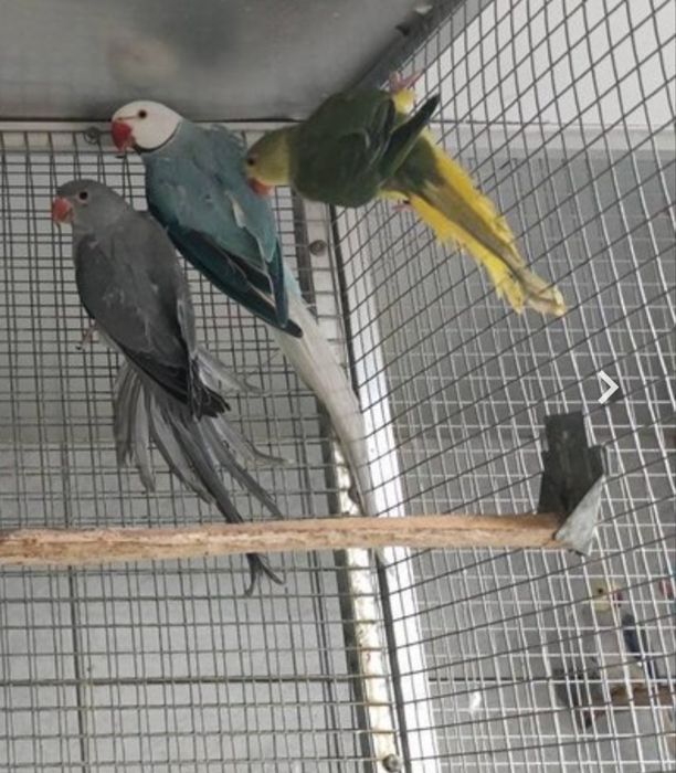 Aleksandretta obrozna