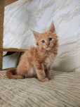 Kocurek Maine Coon rudasek
