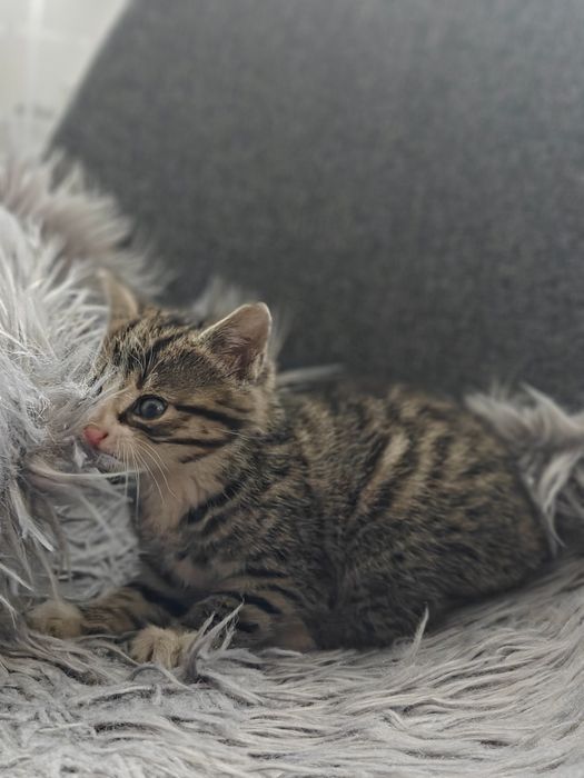 Oddam małego kotka w dobre ręce