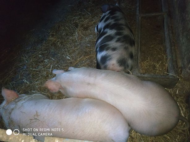Продам свині на домашніх харчах