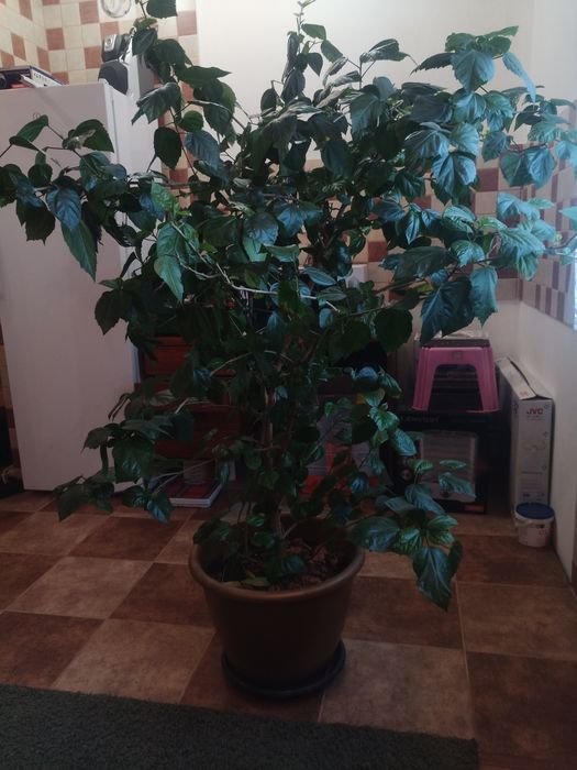 Гібіскус ,  кімнатна троянда , роза.