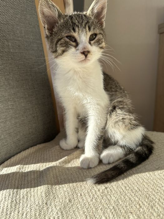 Maly kotek kocurek oddam za darmo