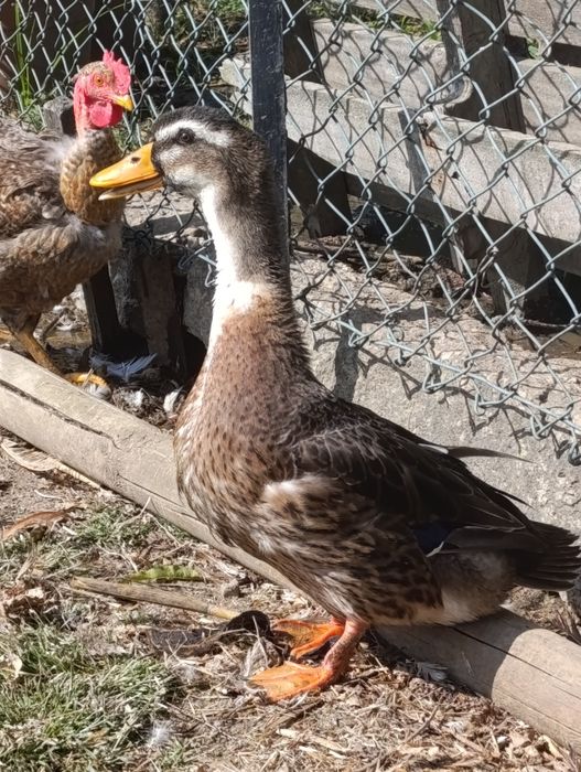Pato Ruan para venda .