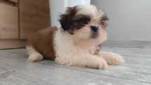 Szczeniak piesek shih tzu