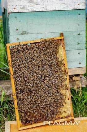 Породам бджоли, вулики, бджолосім'ї, бджоли з рамками. Обухів