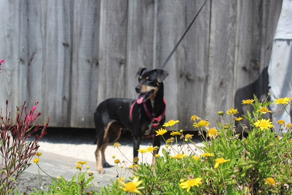 Pinscher Cadela para adoção (Jamaica)