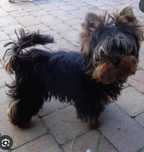 Piesek Yorkshire terrier miniaturka