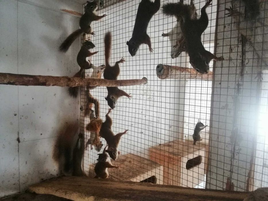 Sprzedam wiewiórki Hudson