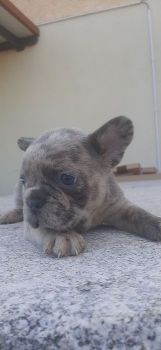 Buldogue francês  blue merle