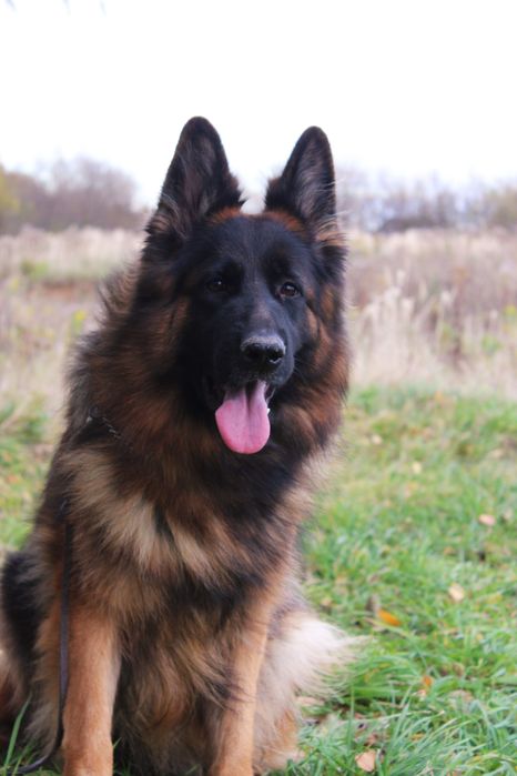 Owczarek Niemiecki Długowłosy ZKwP / FCI Owczarki Niemieckie RODOWÓD