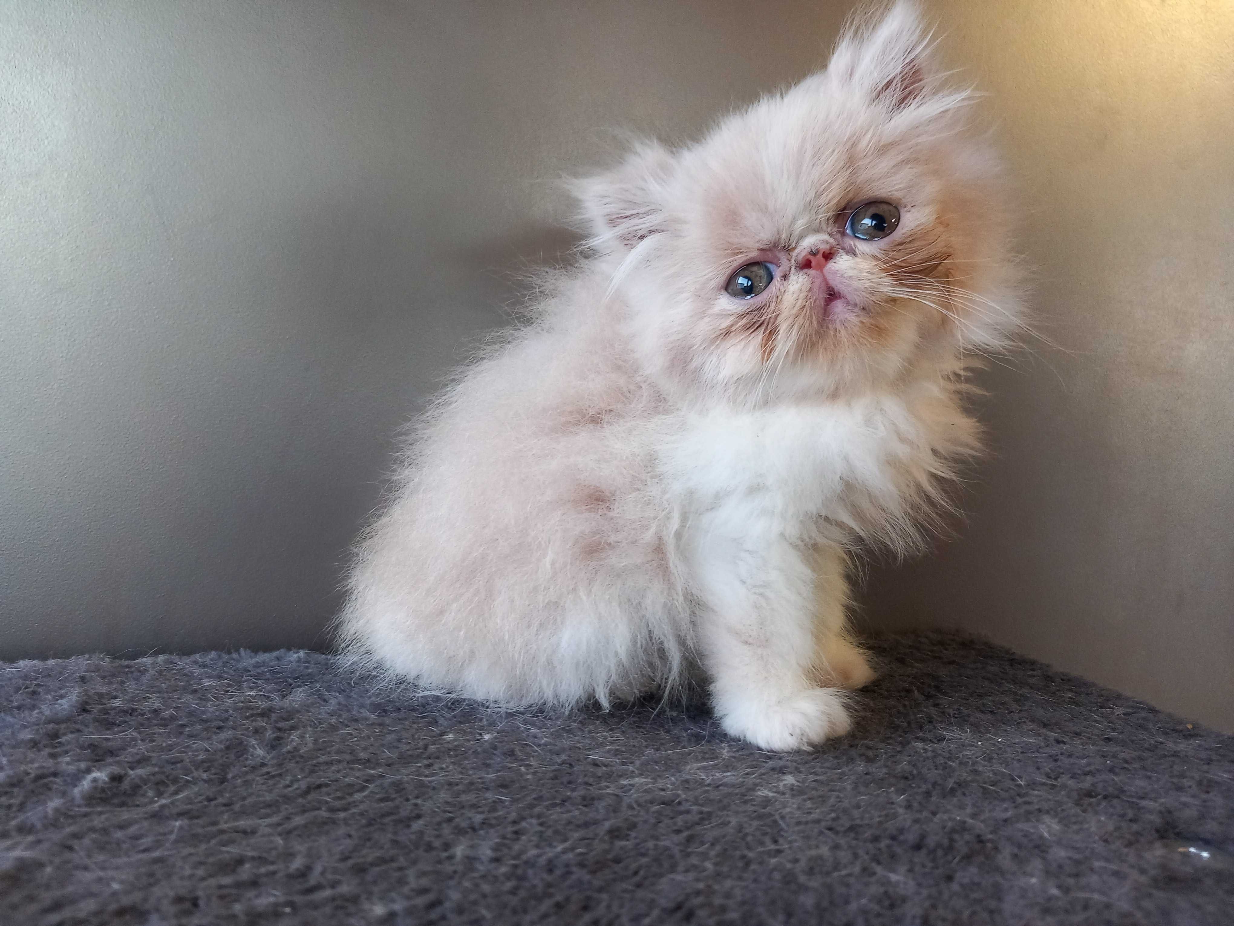 Gatinho Persa Fofo
