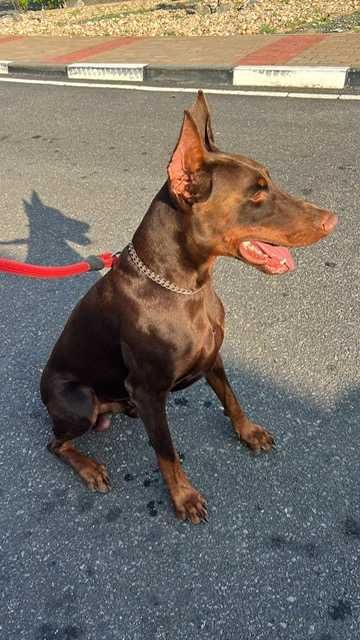 Cachorro Doberman excelente exemplar e caracter