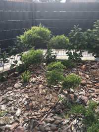 Drzewko ogrodowe Bonsai