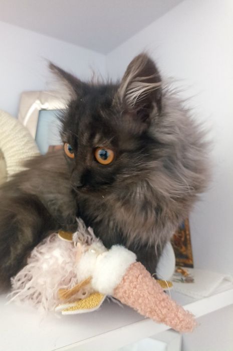 Шикарне кошенятко