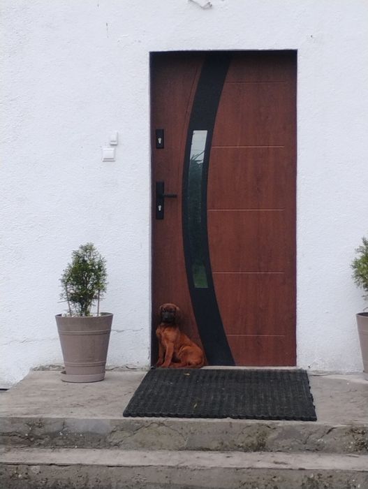 Posokowiec bawarski szczeniak polujacy suczka