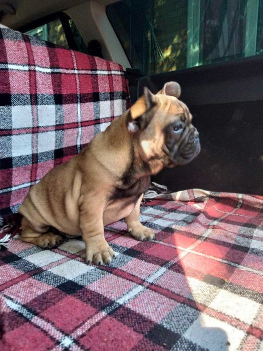 Щенок французского бульдога