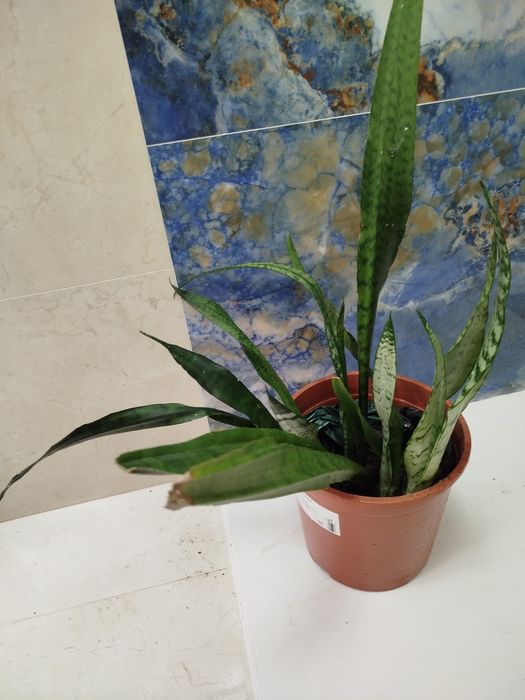 Lanças de São Jorge, planta natural