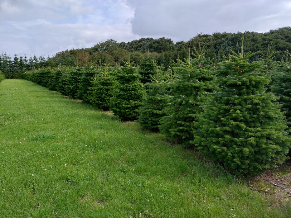 Choinka jodła kaukaska 175-225cm Hurt