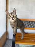 Gwiazdka do adopcji szuka domu