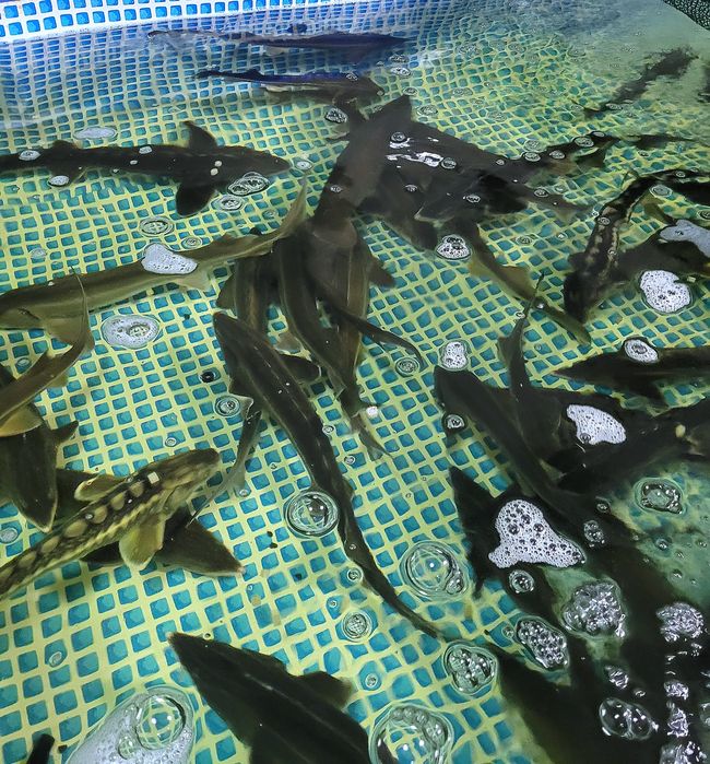 Осетр живой, живая рыба