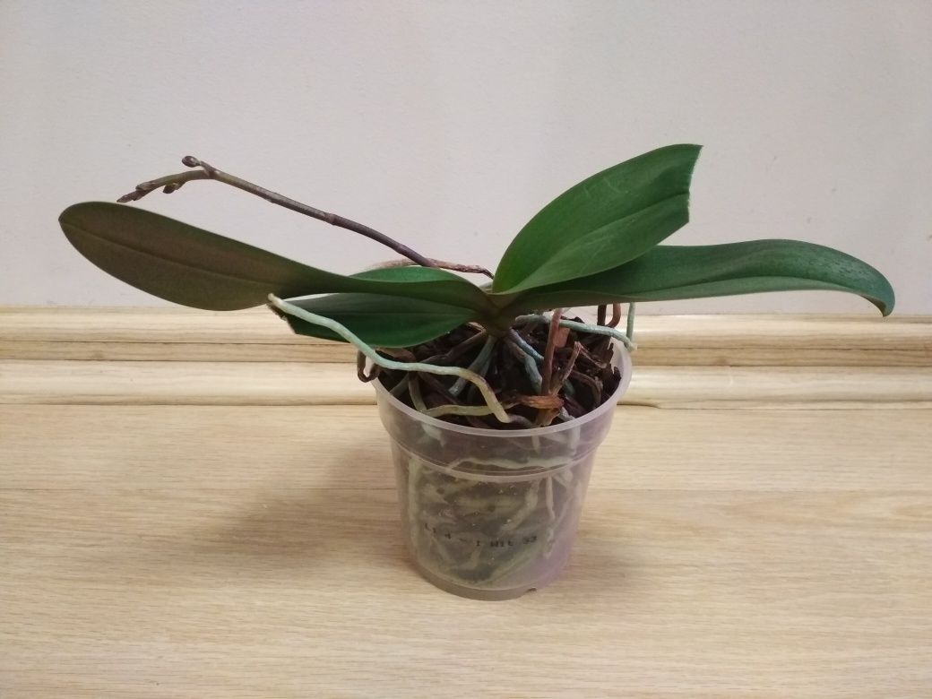 Орхидея фаленопсис, мини