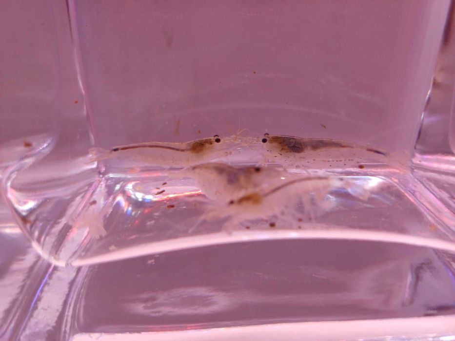 Krewetka Amano - Caridina Multidentata