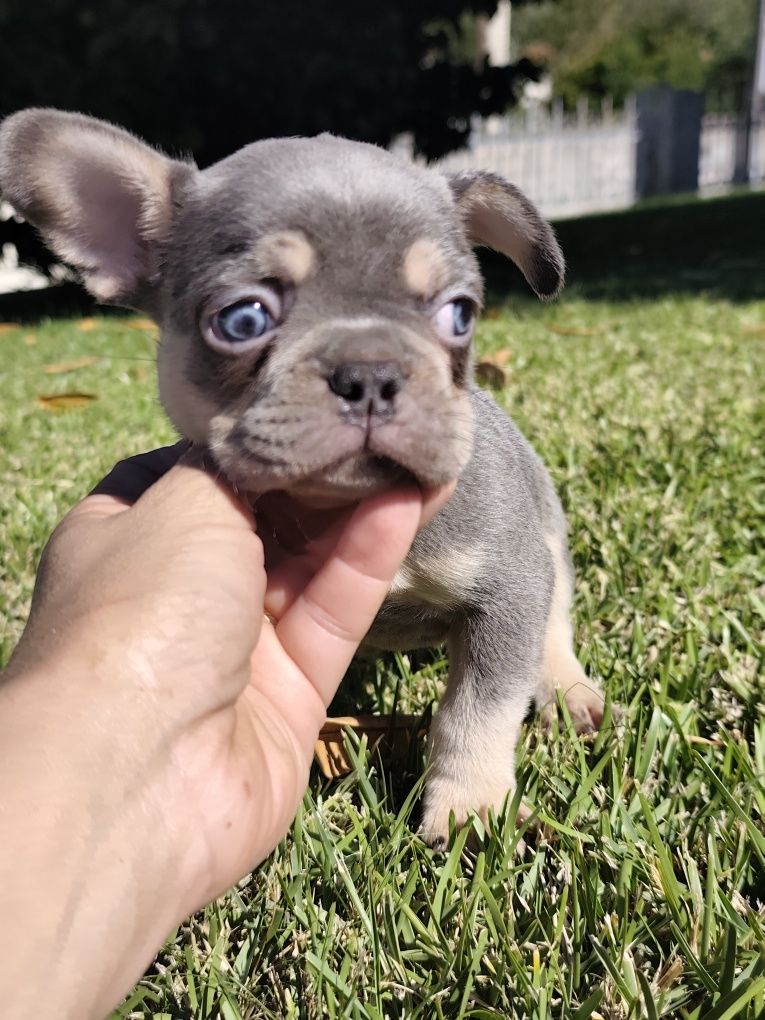 bulldog francês macho