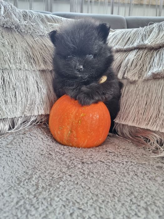 Typ Misia Pomeranian BLACK szpic miniaturowy. Typ misia gęste umaszcze