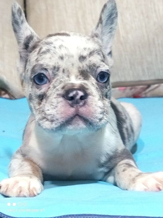 Маленькие французы.