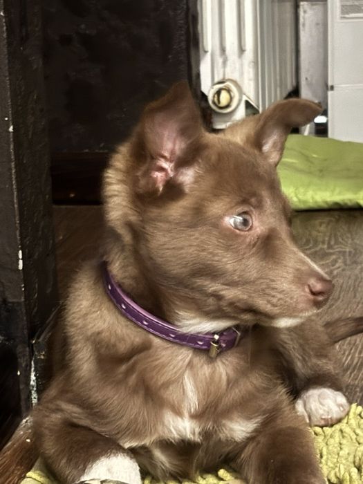 Щеня, дівчинка, 3.5 місяців зі стерелізацією допоможемо