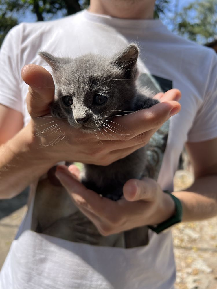 Віддам в добрі руки кошенят