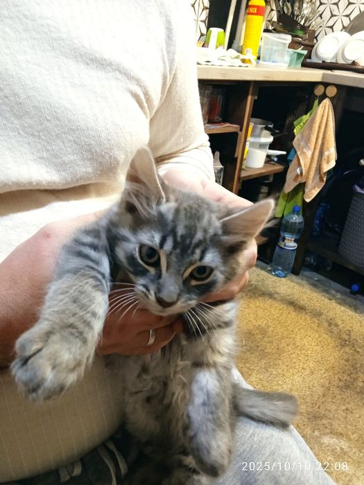 Маненьки котики шукають дім