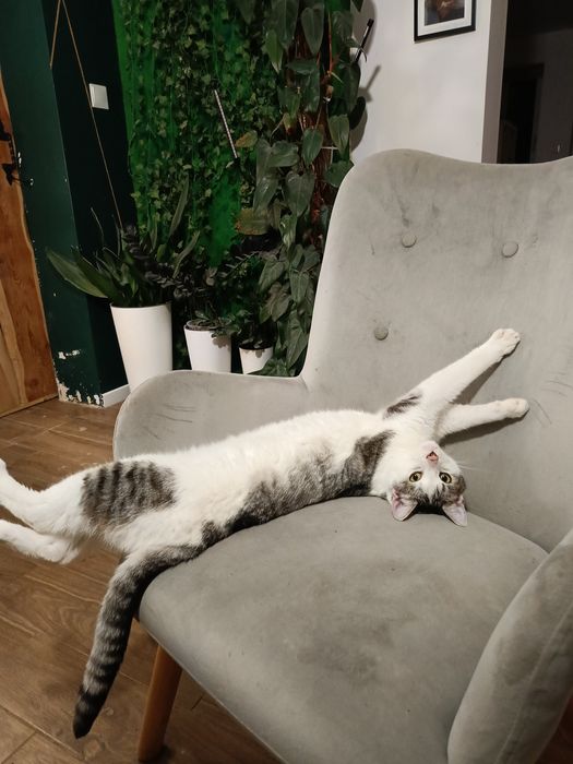 Rambuś przeuroczy kocurek