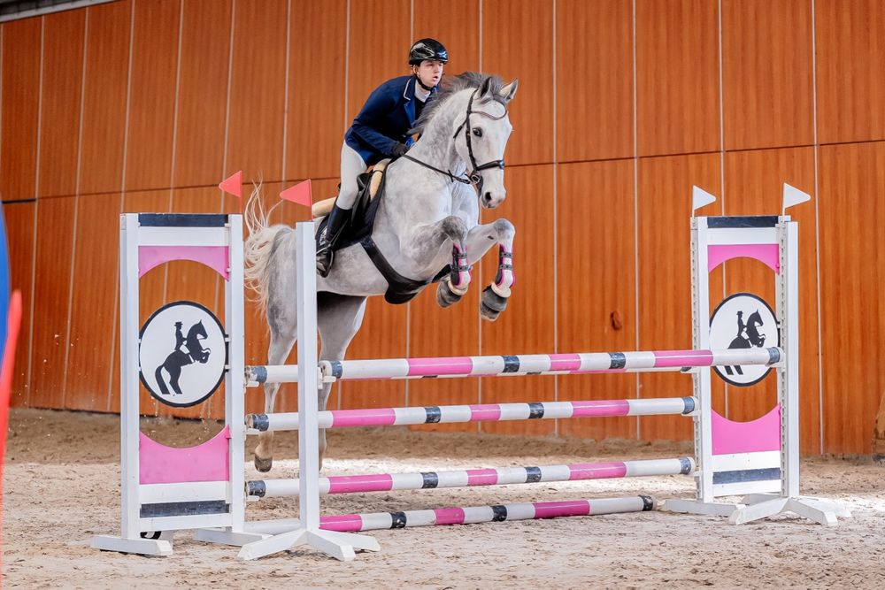 Klacz polski koń sportowy na sprzedaż