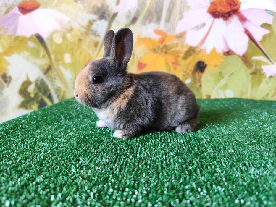 PIĘKNY Mini Rex królik miniaturka Karzełek tri kolor