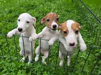 Jack Russell Terrier suczka gładkowłosa