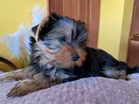 Yorkshire terrier York rodowodowy dziewczynka